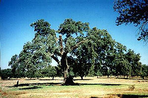 La encina, una de las especies más representativas de la flora mediterranea.